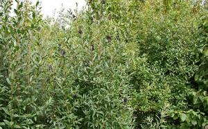 Бирючина обыкновенная фото