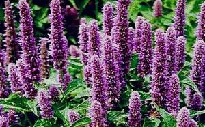 Лофантус анисовый фото