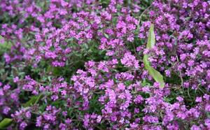 Тимьян ползучий фото