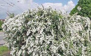 Дейция шероховатая фото