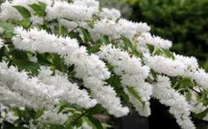 Дейция шероховатая фото