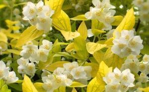 Чубушник венечный 'Aureus' фото