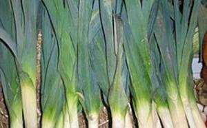 Лук порей фото