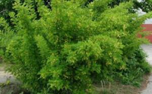 Карагана (Акация) карликовая фото