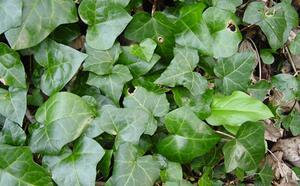 Плющ обыкновенный фото