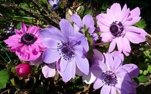 Анемона (Ветреница) нежная  фото