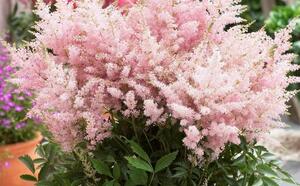 Астильба фото