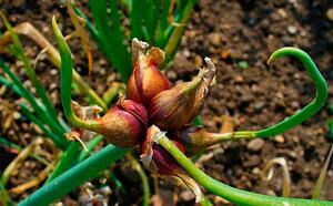 Лук многоярусный фото