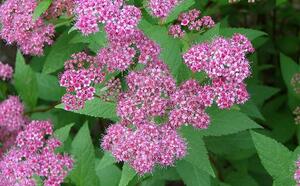 Спирея японская (Спирея Бумальда) 'Anthony Waterer' фото
