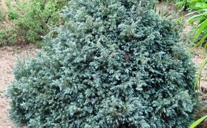 Кипарисовик горохоплодный фото