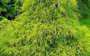 Кипарисовик горохоплодный фото