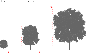 Липа мелколистная фото