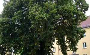 Липа мелколистная фото