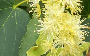 Липа мелколистная фото