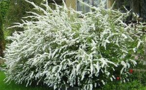 Спирея гибридная 'Arguta' фото