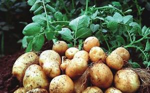 Картофель фото