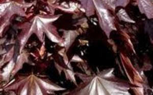 Клен остролистный (Платановидный) фото