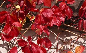 Девичий виноград пятилисточковый фото