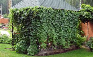 Девичий виноград пятилисточковый фото