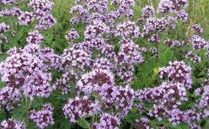 Душица обыкновенная фото