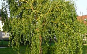 Ива вавилонская фото