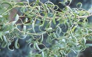 Ива вавилонская фото