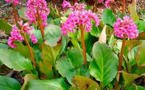 Бадан сердцелистный фото