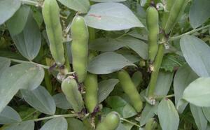 Бобы обыкновенные фото