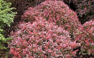 Барбарис Тунберга 'Atropurpurea Nana' фото