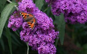 Буддлея Давида фото