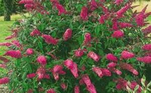 Буддлея Давида фото