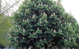 Каштан конский обыкновенный фото