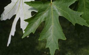 Клен серебристый фото