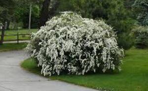 Дейция изящная фото