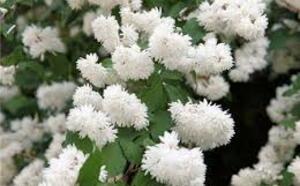 Дейция изящная фото