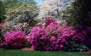 Вейгела цветущая фото