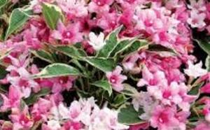 Вейгела цветущая фото