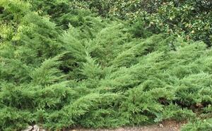 Можжевельник китайский фото