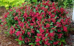 Вейгела цветущая Бристол Руби фото