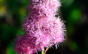 Спирея иволистная фото