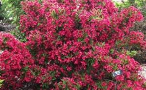 Вейгела гибридная 'Bristol Ruby' фото