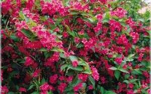 Вейгела гибридная 'Bristol Ruby' фото