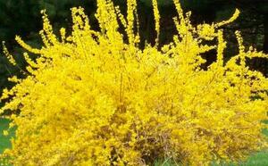 Форзиция фото