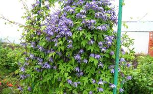 Клематис альпийский фото