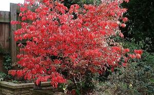 Бересклет крылатый фото