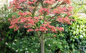 Клен ложноплатановый фото