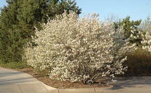 Ирга овальнолистная фото