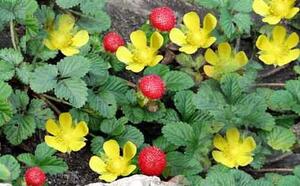 Дюшенея фото