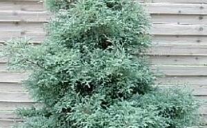 Кипарисовик горохоплодный 'Squarrosa' фото