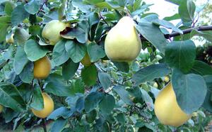 Айва продолговатая (грушевидная) фото